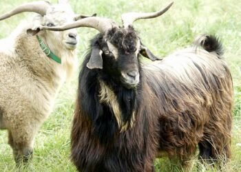 Import of Himalayan Goats from Tibet obstructed due to closed border