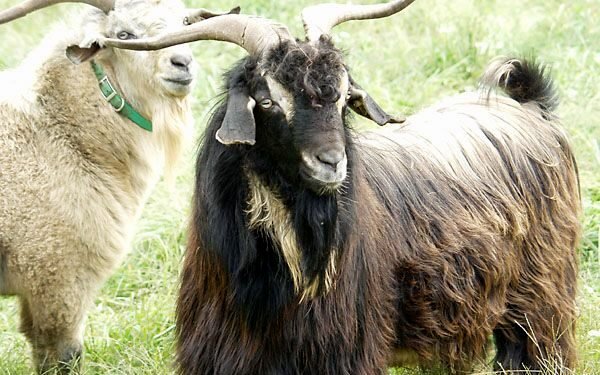 Import of Himalayan Goats from Tibet obstructed due to closed border