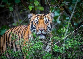 Elderly man killed in tiger attack in Bardiaya