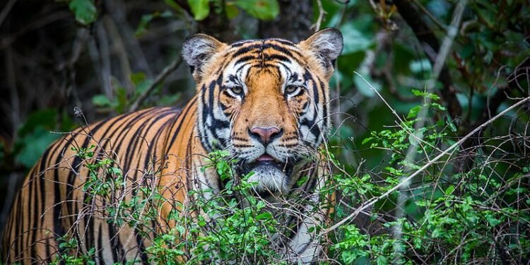 Elderly man killed in tiger attack in Bardiaya