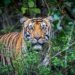 Elderly man killed in tiger attack in Bardiaya