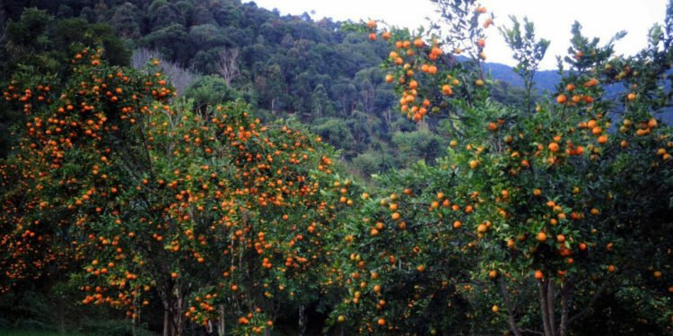 Orange stored up in cooling centre rot in Syangja
