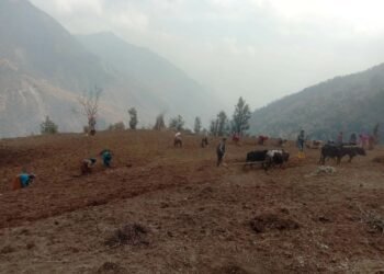 Myagdi farmers find their calling in potato cultivation