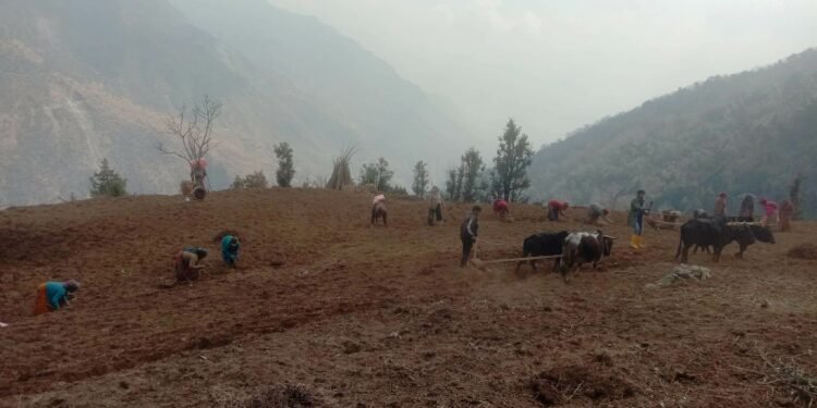 Myagdi farmers find their calling in potato cultivation
