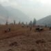 Myagdi farmers find their calling in potato cultivation