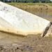 ‘Missing’ border pillars retrieved from Oriya River