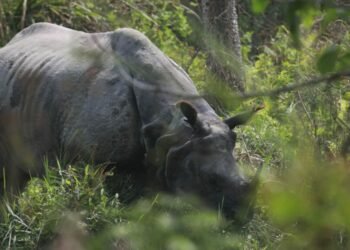 14 rhinos die in CNP in seven months