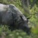 14 rhinos die in CNP in seven months