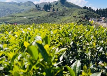 Tea worth Rs 38 million exported