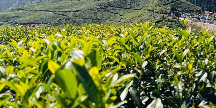 Tea worth Rs 38 million exported