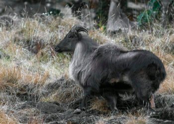 Samples of Himalayan goat wool being collected in Mustang for quality test