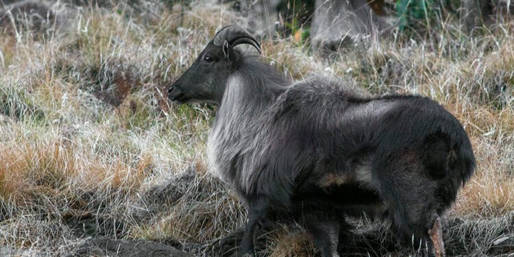 Samples of Himalayan goat wool being collected in Mustang for quality test