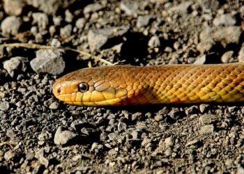 Rare snake species found in Kanchanpur