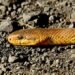 Rare snake species found in Kanchanpur