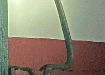 Rare King Cobra sighted in Ghatan, Myagdi