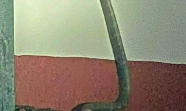 Rare King Cobra sighted in Ghatan, Myagdi