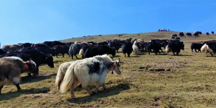 Sixth Yak Festival marked with gusto in Pachhthar