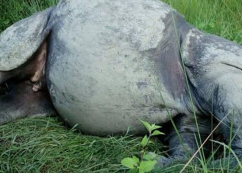 Two rhinos found dead in Chitwan National Park