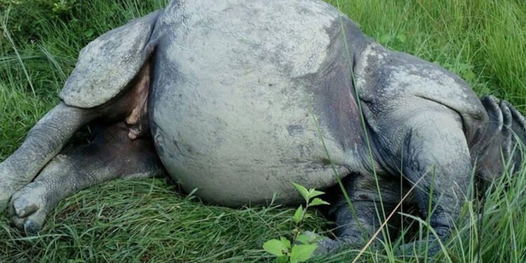 Two rhinos found dead in Chitwan National Park