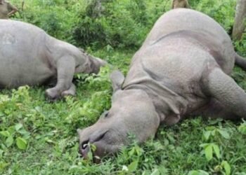 Two rhinos found dead in Chitwan National Park