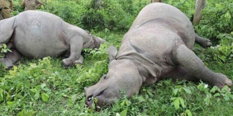 Two rhinos found dead in Chitwan National Park