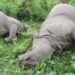Two rhinos found dead in Chitwan National Park