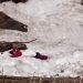 Darchula avalanche: missing identified, rescue hampered by snowfall