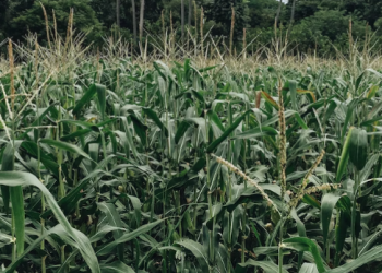 Drought hits maize crop