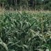 Drought hits maize crop