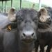 Murrah buffalo bulls to be used for crossbreeding on 100,000 buffaloes