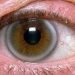 Nepal becomes self-reliant on cornea production: Nepal Eye Bank