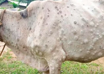 Lumpy skin kills 381 animals in Ramechhap