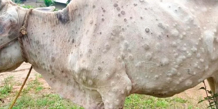 Lumpy skin kills 381 animals in Ramechhap