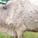 Lumpy skin kills 381 animals in Ramechhap