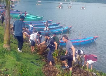 Water hyacinth removed from Phewa Lake