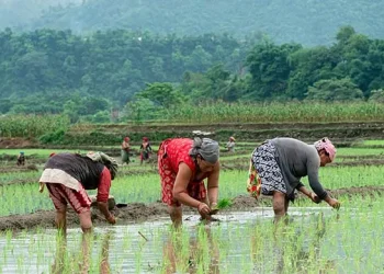 80% paddy plantation completed in Kanchanpur