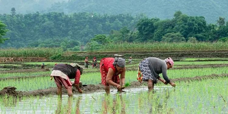 80% paddy plantation completed in Kanchanpur