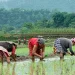 80% paddy plantation completed in Kanchanpur