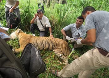 Chitwan National Park rescues six tigers this year
