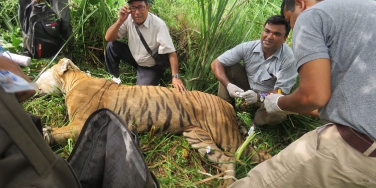 Chitwan National Park rescues six tigers this year