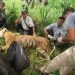 Chitwan National Park rescues six tigers this year