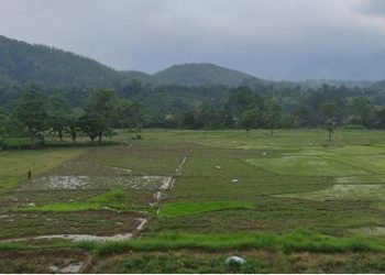 Paddy transplant delayed in Tanahun