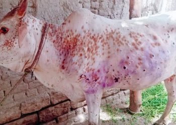 Lumpy skin outbreak affects paddy transplant