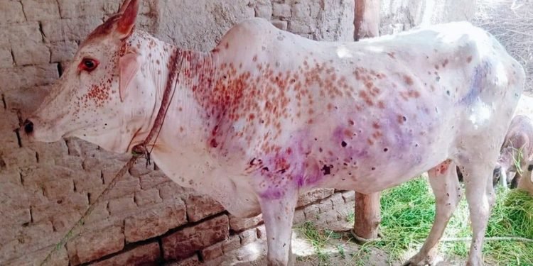 Lumpy skin outbreak affects paddy transplant