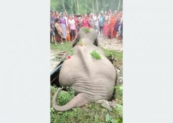 Wild tusker dies after getting stuck in septic tank