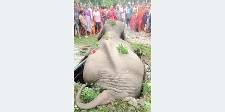 Wild tusker dies after getting stuck in septic tank