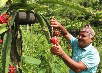 Youth of Sindhuli into commercial dragon fruit farming