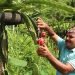 Youth of Sindhuli into commercial dragon fruit farming