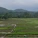 Paddy plantation reaches 92% across the nation
