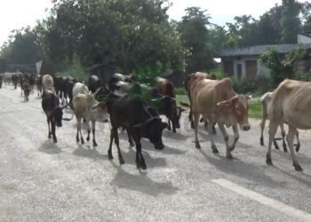 Stray cattle damages rice